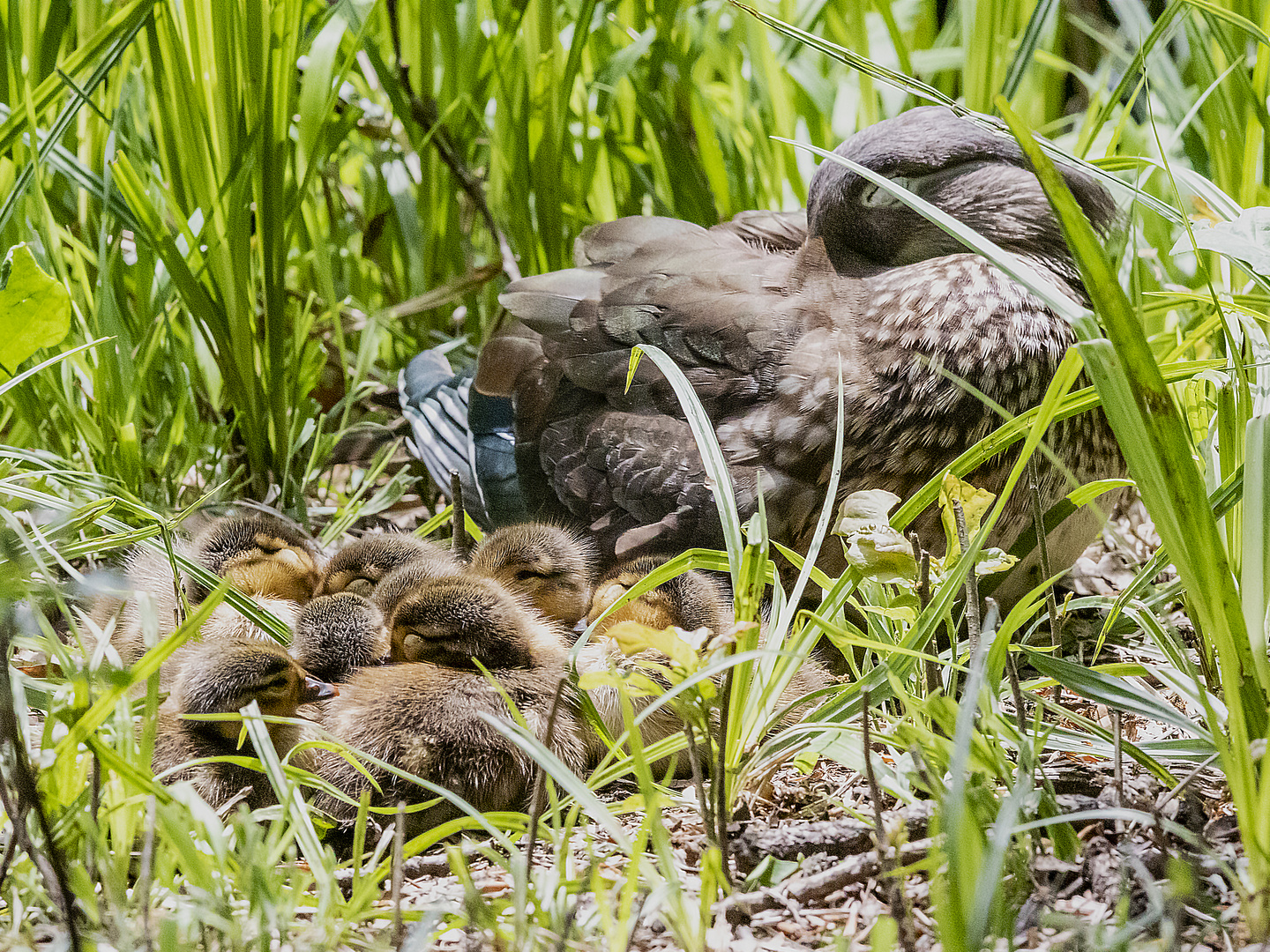 Mandarin-Siesta