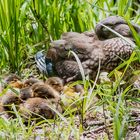 Mandarin-Siesta