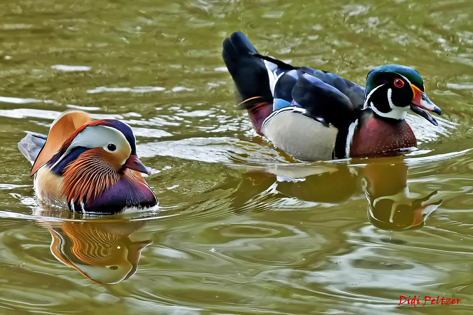 Mandarin- und Brautenten-Paar ...