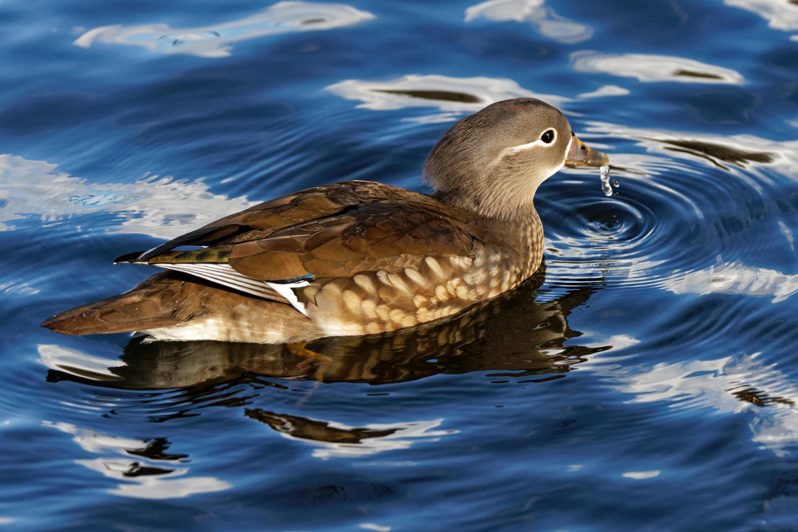 Mandarin Weibchen