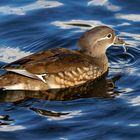 Mandarin Weibchen