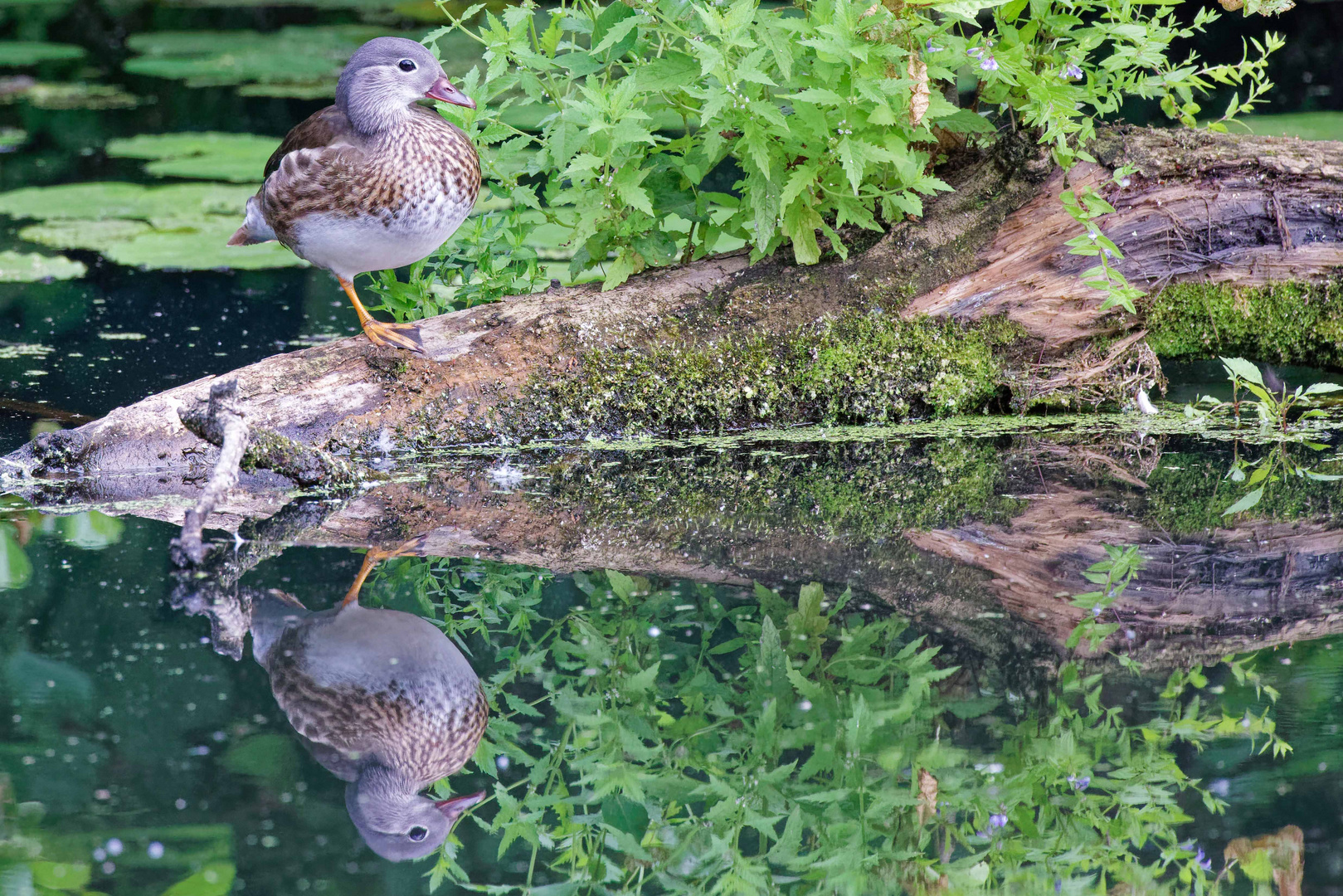 Mandarin Weibchen