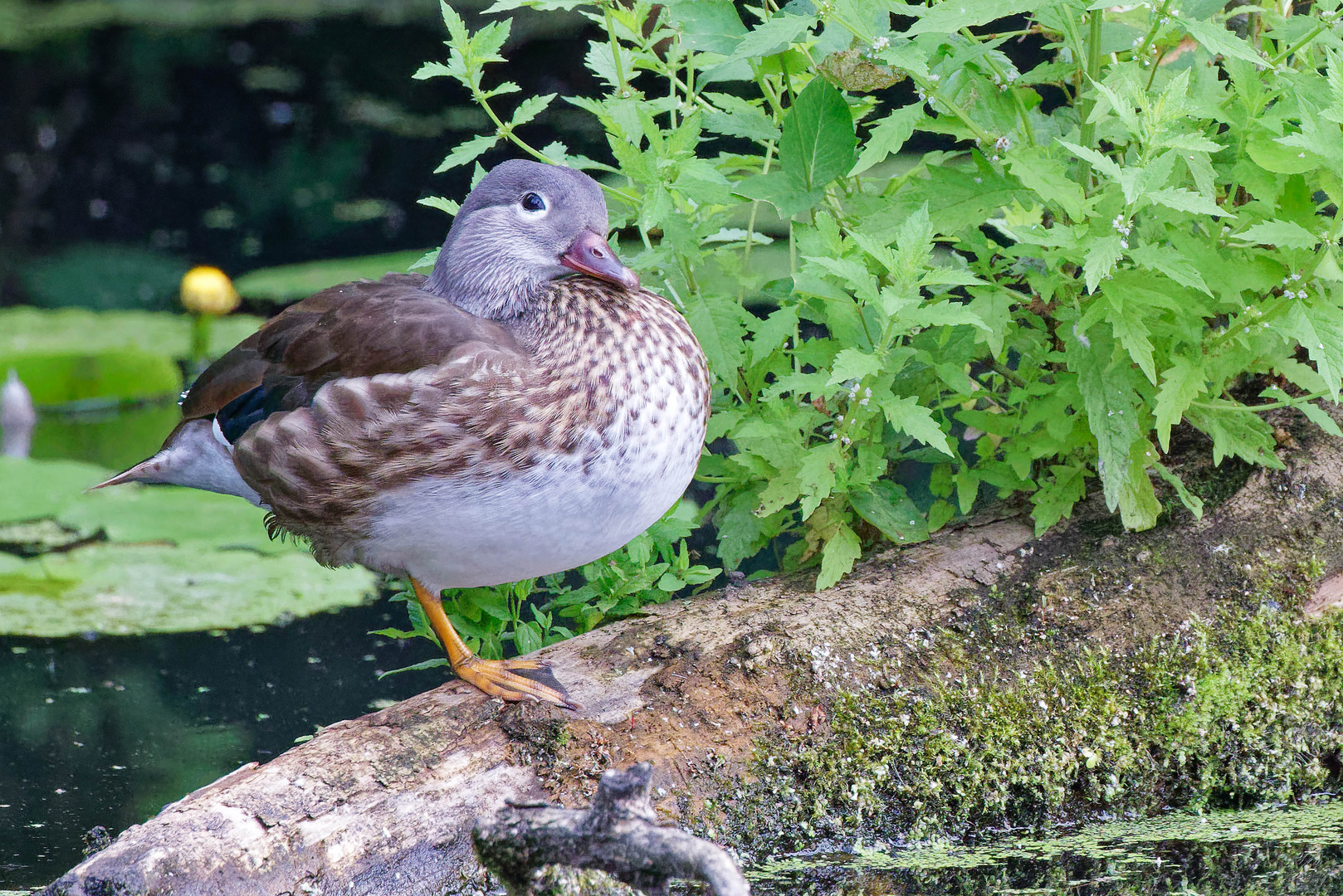 Mandarin Weibchen