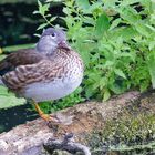 Mandarin Weibchen