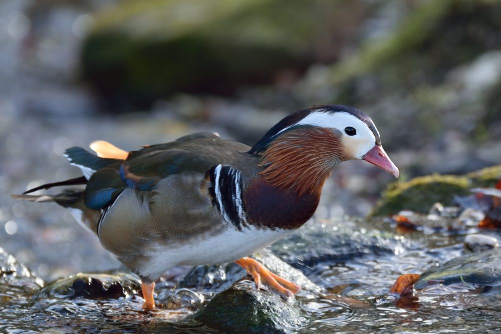 Mandarinchen ;-)