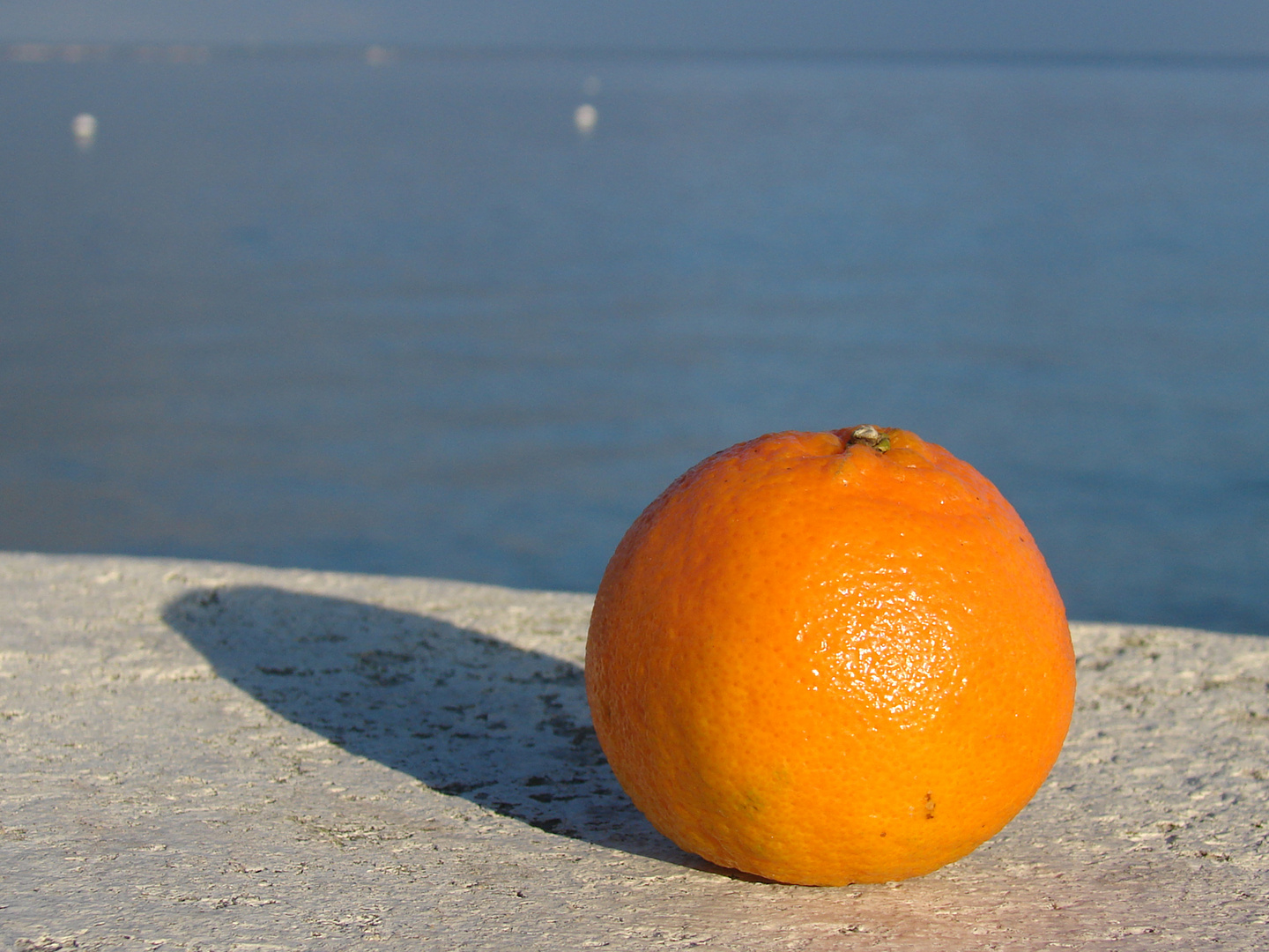 Mandarine au bord de la mer