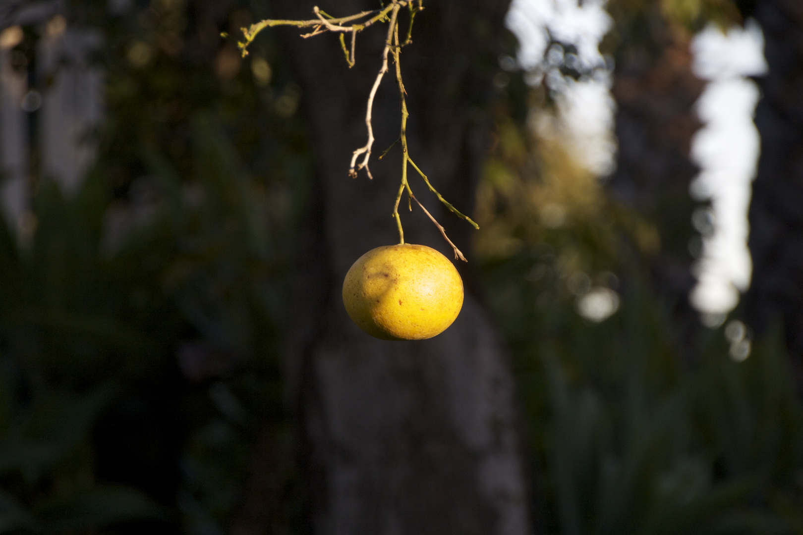 Mandarine