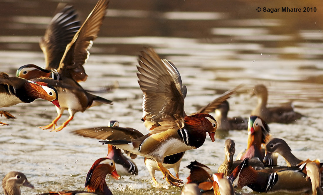 Mandarine Ducks in flight