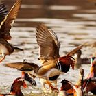 Mandarine Ducks in flight