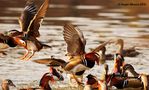Mandarine Ducks in flight by Sagar Mhatre 