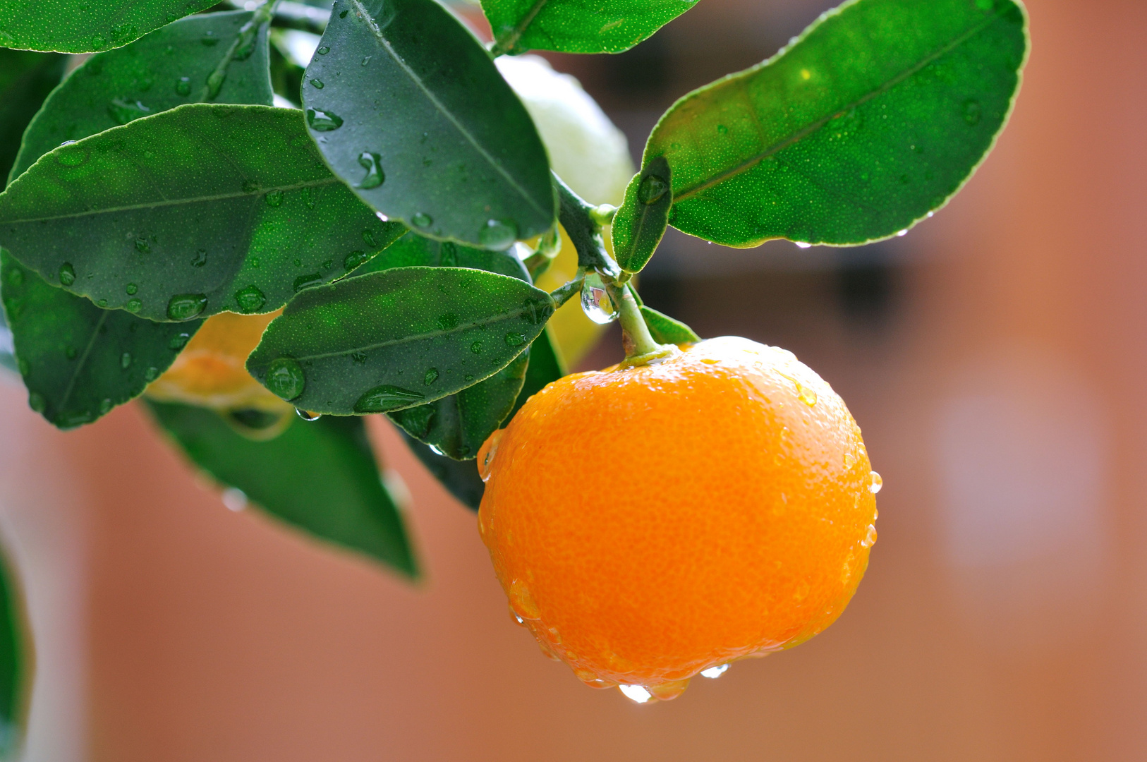 Mandarine im Regen