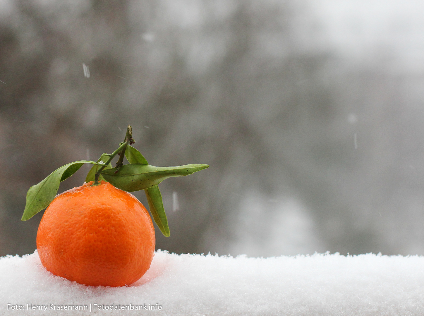 Mandarine im Schnee