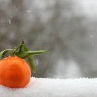 Mandarine im Schnee