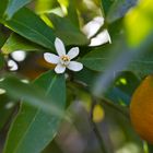 Mandarine mit Blüte