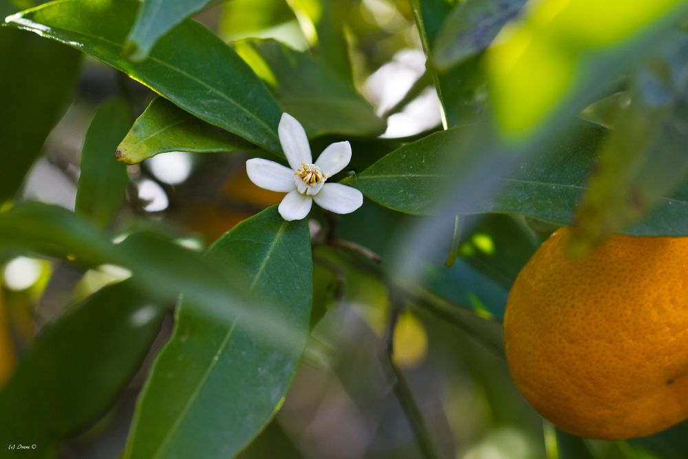 Mandarine mit Blüte