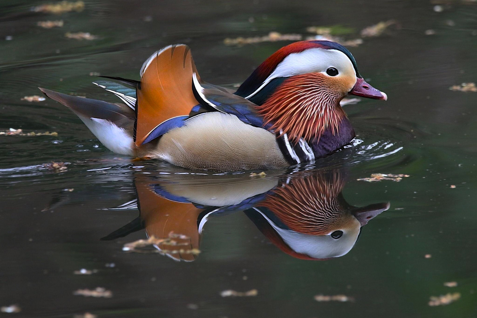 Mandarinen Ente