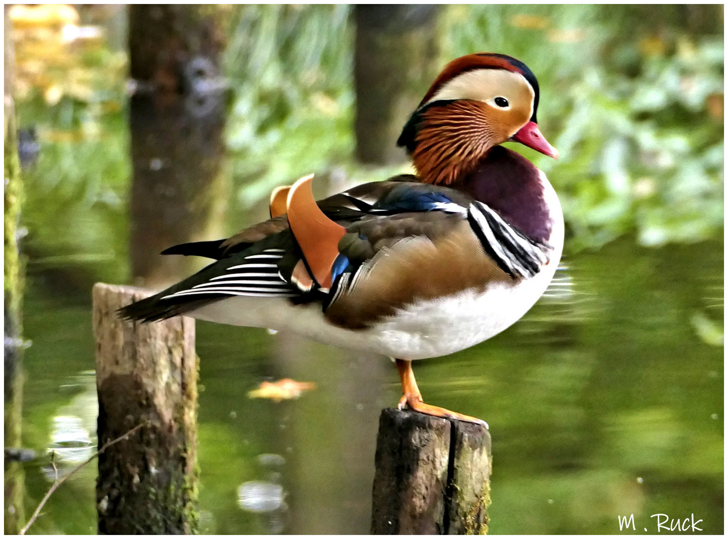 Mandarinen Ente am Teich 