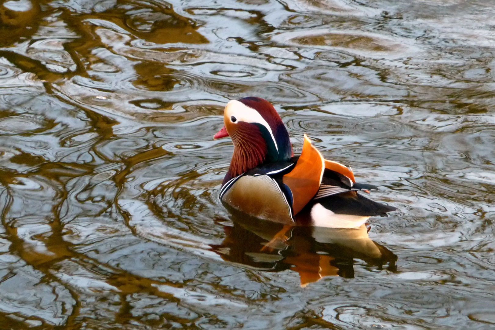 Mandarinen Ente (Erpel) Foto &amp; Bild tiere, wildlife, wild lebende