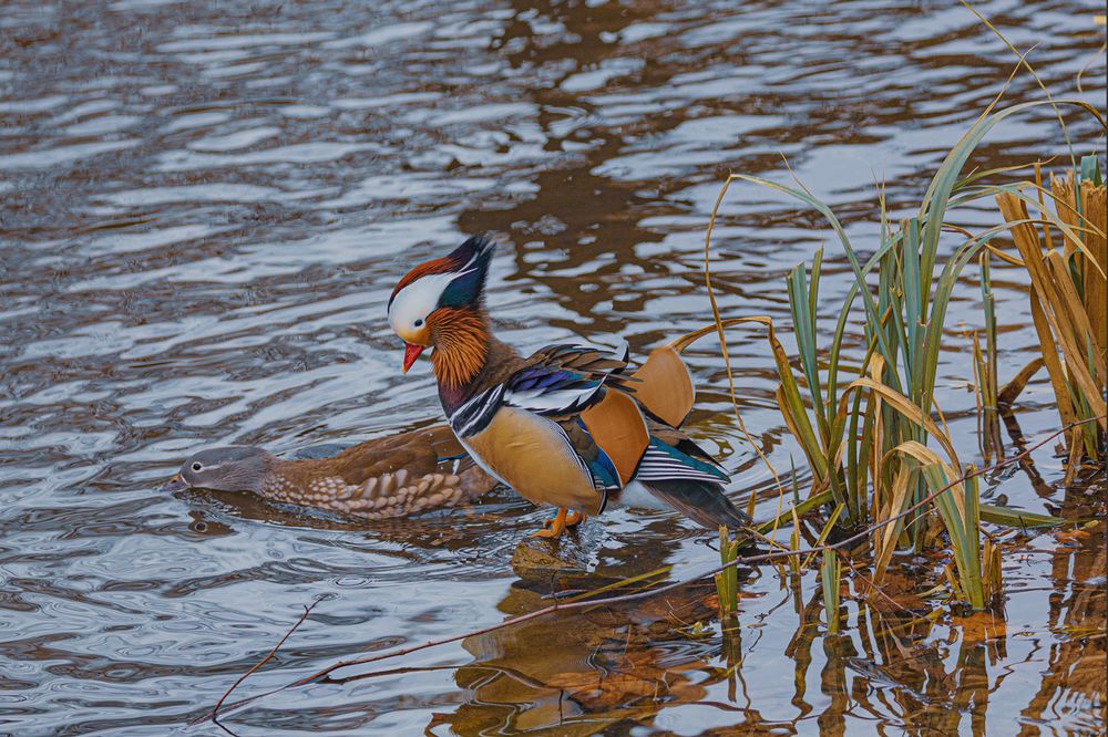 Mandarinen Enten