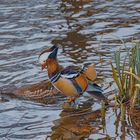 Mandarinen Enten