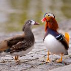 Mandarinen-Enten Pärchen