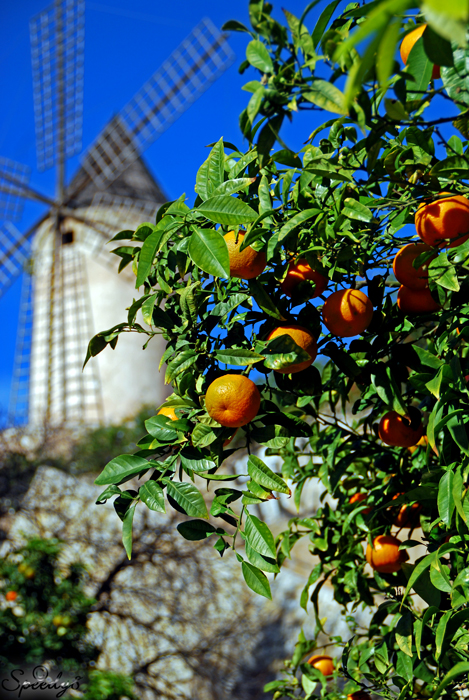 Mandarinen im Dezember - Mandarinas en diciembre