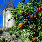 Mandarinen im Dezember - Mandarinas en diciembre