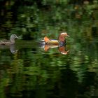 Mandarinen im Spiegelteich