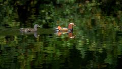 Mandarinen im Spiegelteich