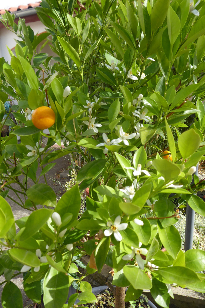 Mandarinenbäumchen