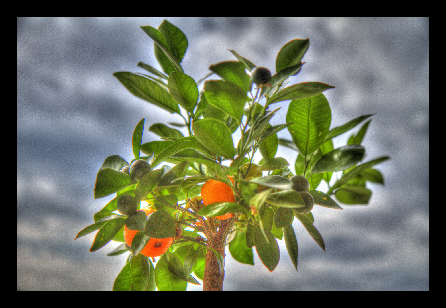 Mandarinenbäumchen
