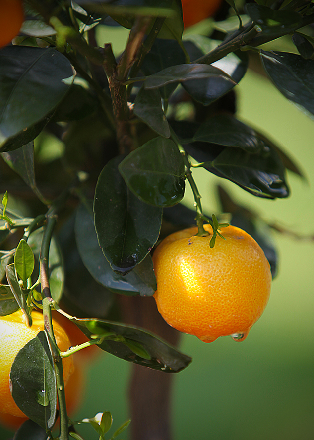 Mandarinenbaum