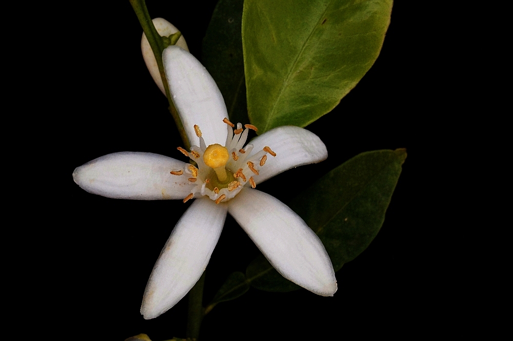 Mandarinenblüte