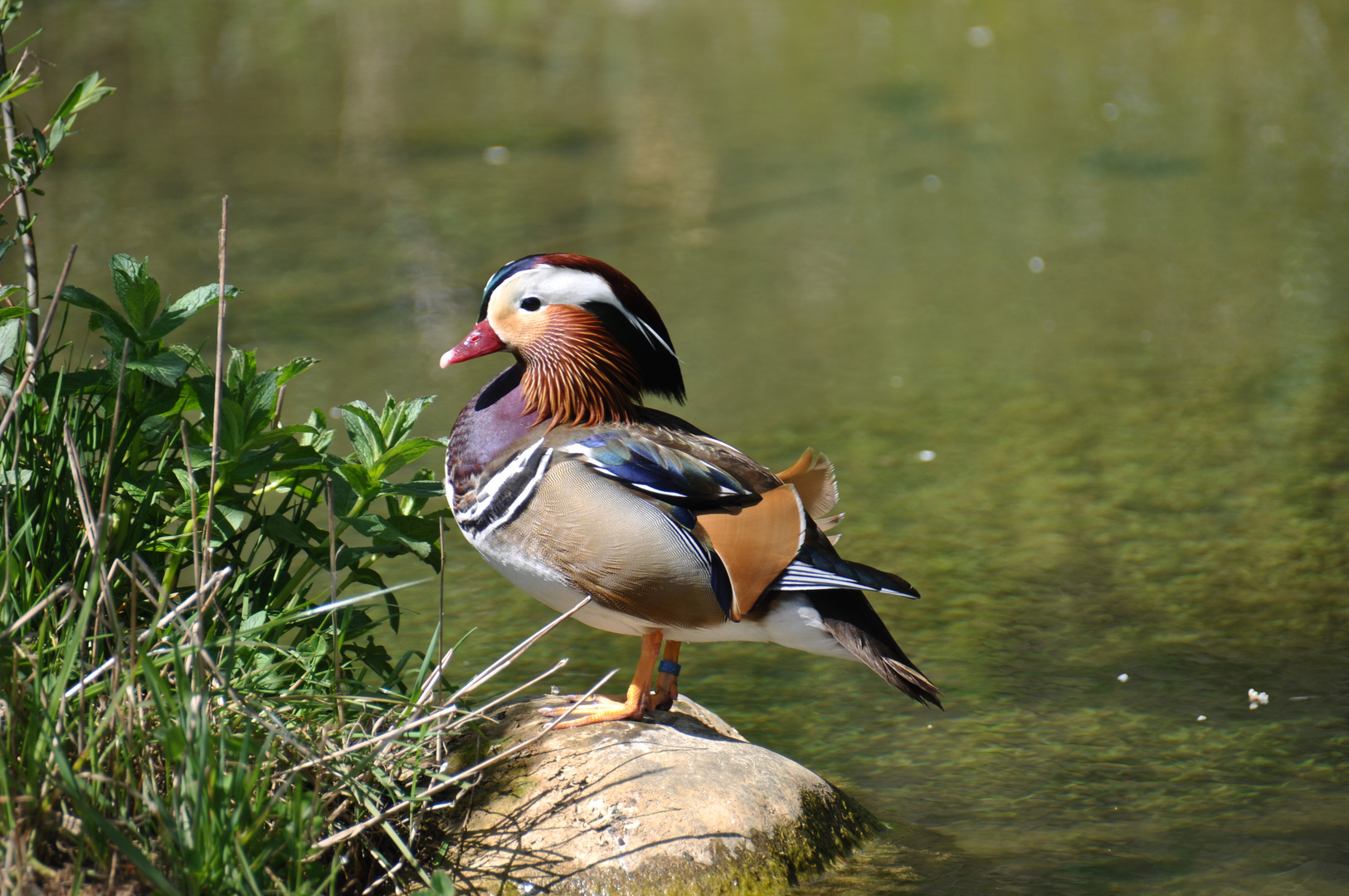 Mandarinenente