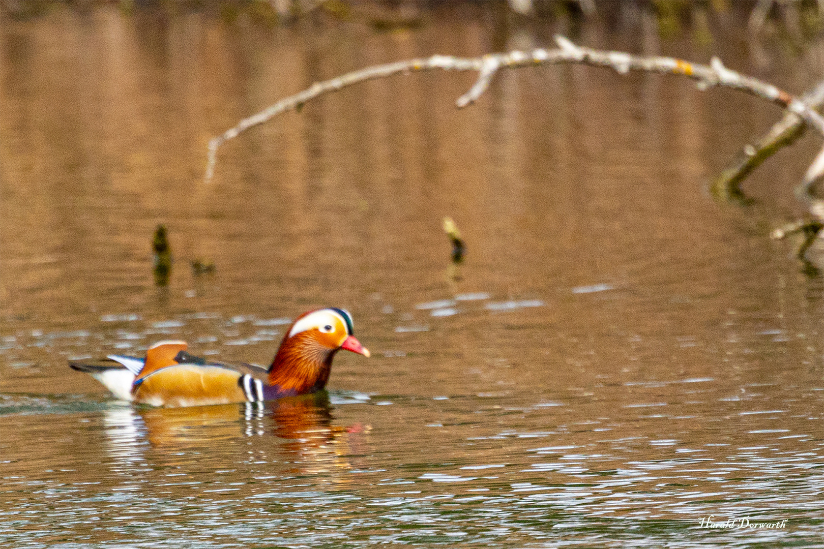 Mandarinenente (Aix galericulata)