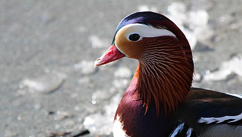 Mandarinenente am Humboldthafen in Berlin