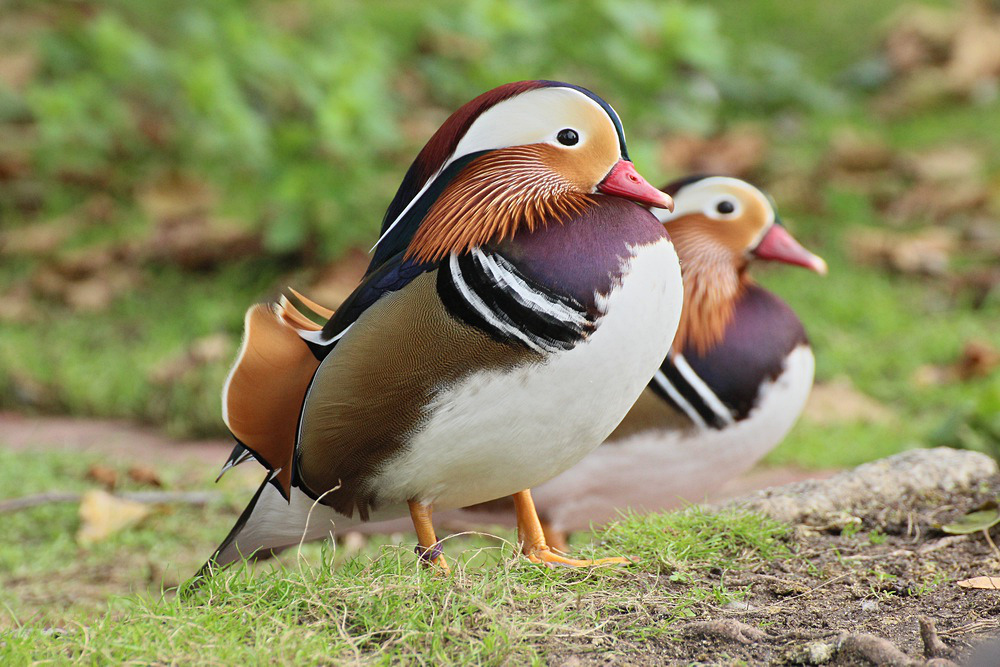 Mandarinenente im Doppelpack.