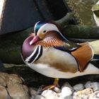 Mandarinenente im Zoo Leipzig am 02.04.2010