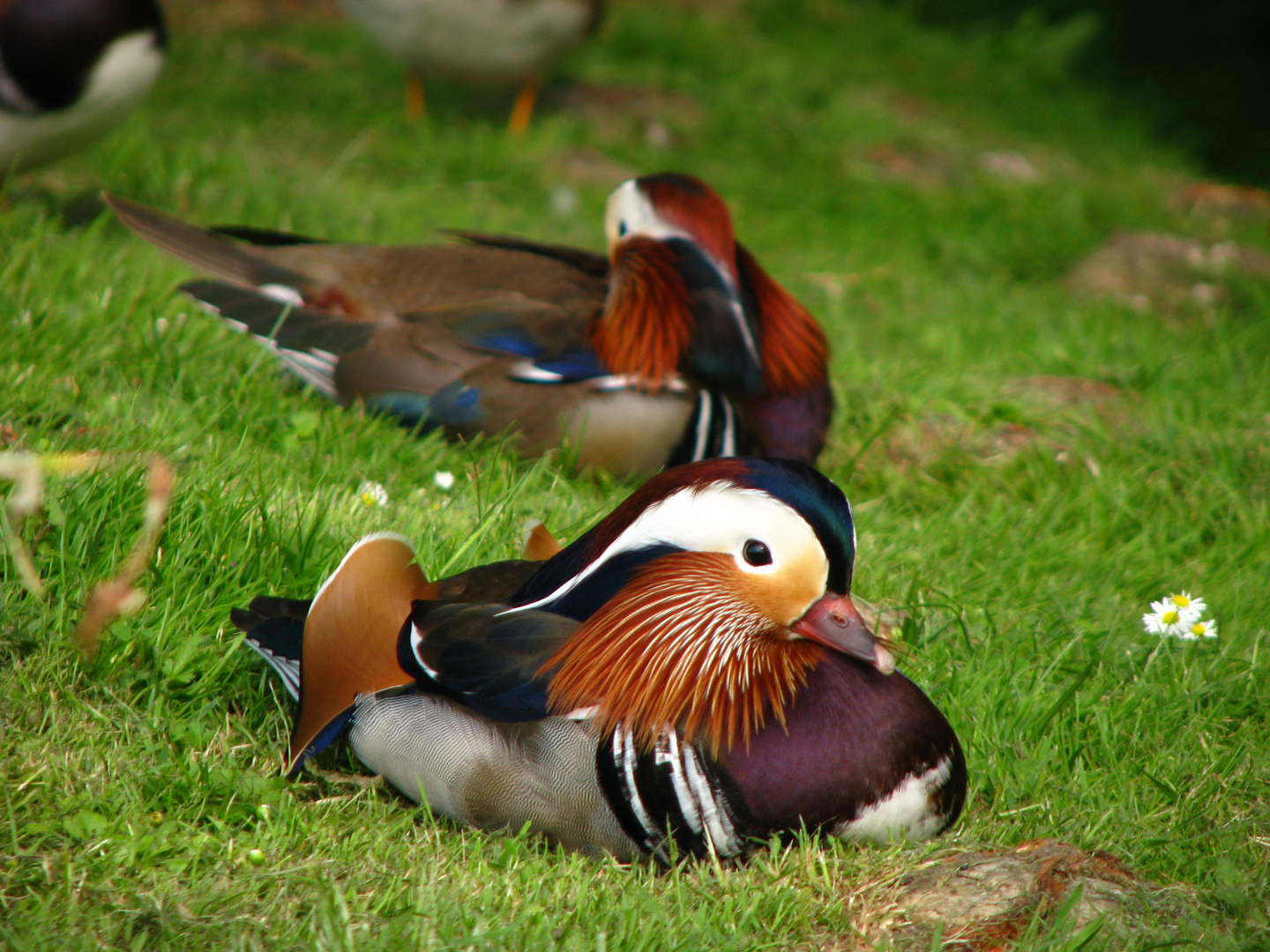 Mandarinenenten