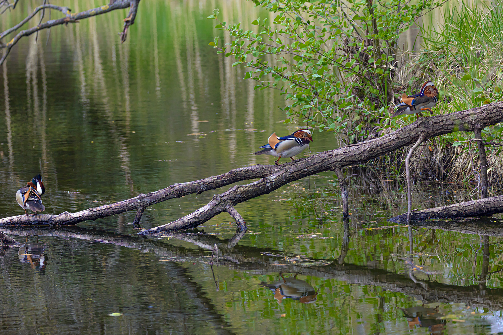 Mandarinenenten