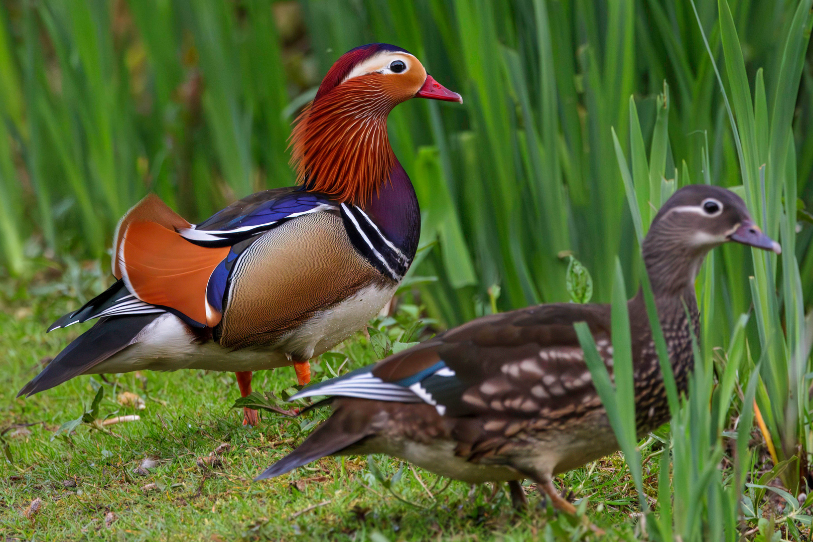 Mandarinenenten am Ufer / Mandarin ducks on the shore