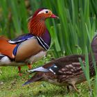 Mandarinenenten am Ufer / Mandarin ducks on the shore