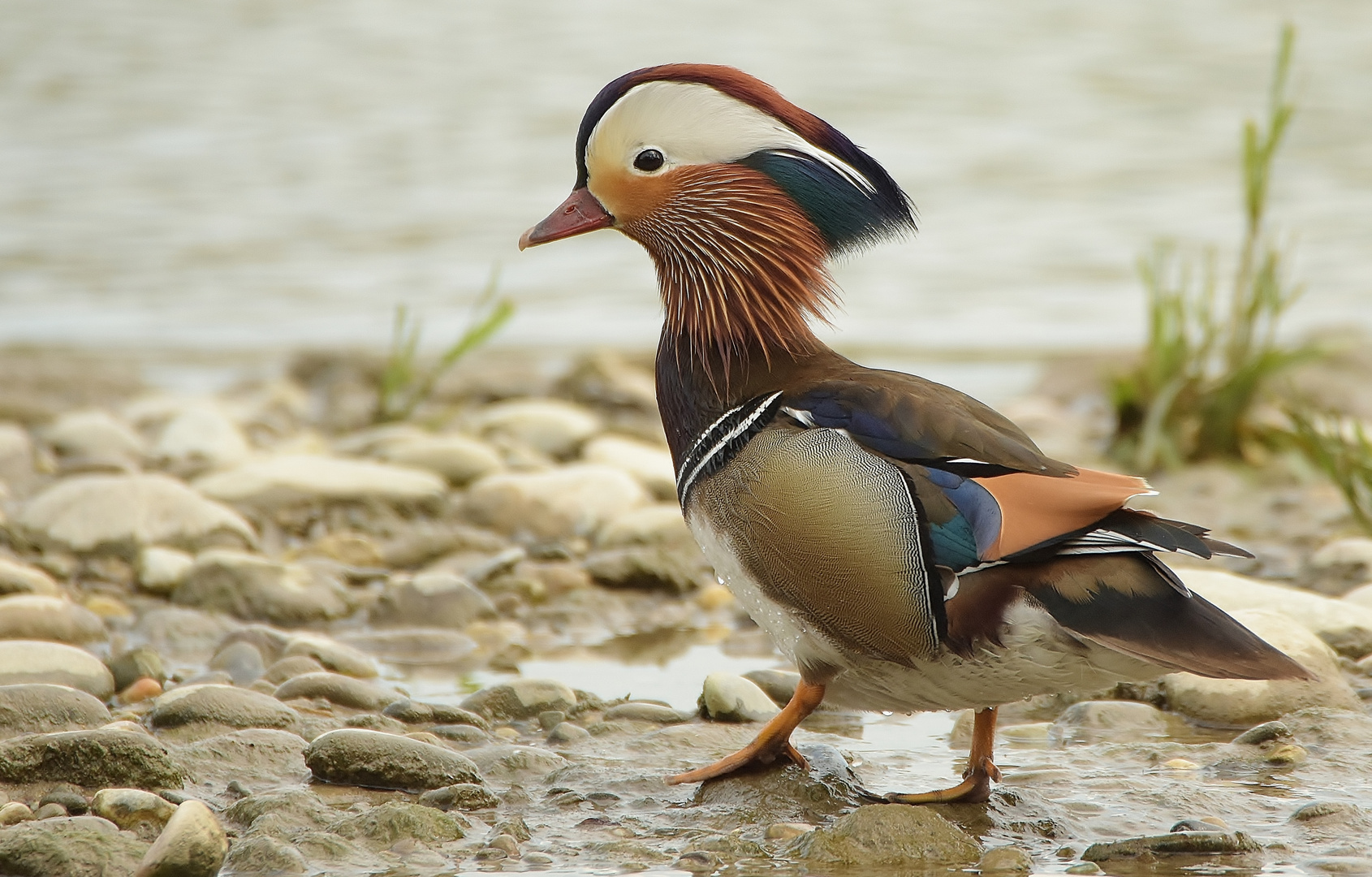 Mandarinenenten Erpel, bei uns an der Aare fotografiert.