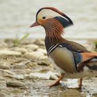 Mandarinenenten Erpel, bei uns an der Aare fotografiert.