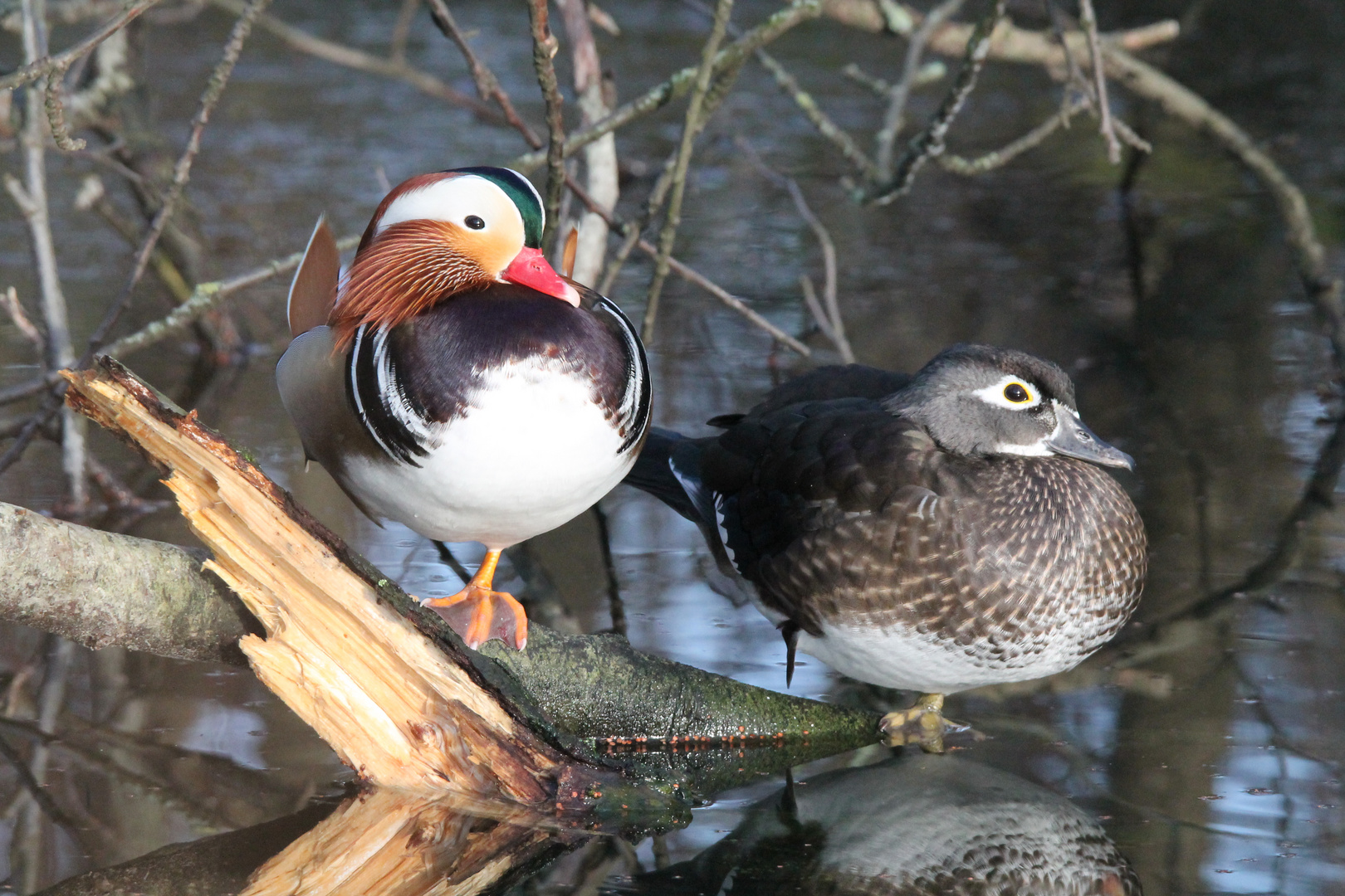 Mandarinenenten