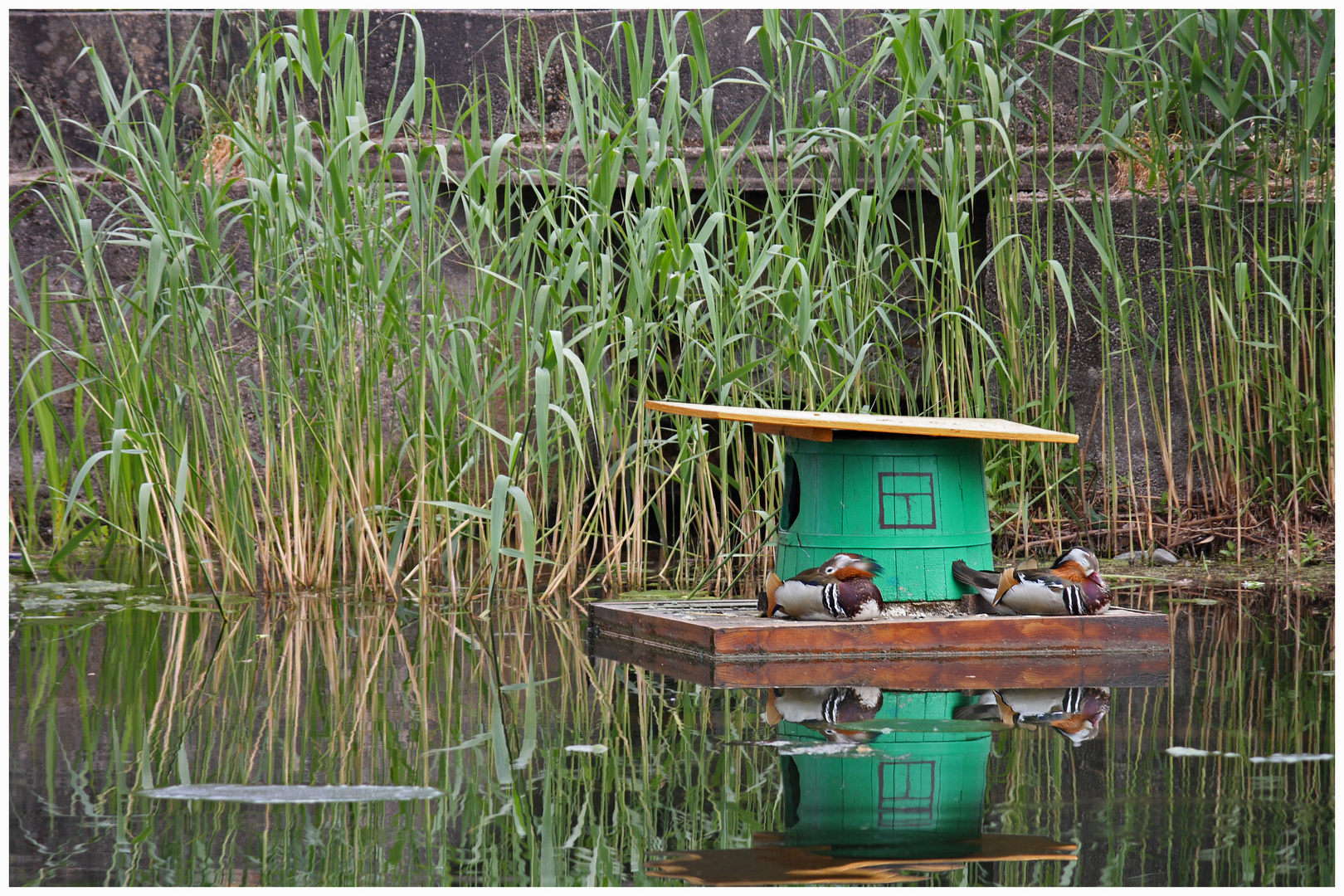 Mandarinenenten relaxen