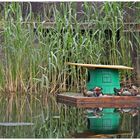 Mandarinenenten relaxen