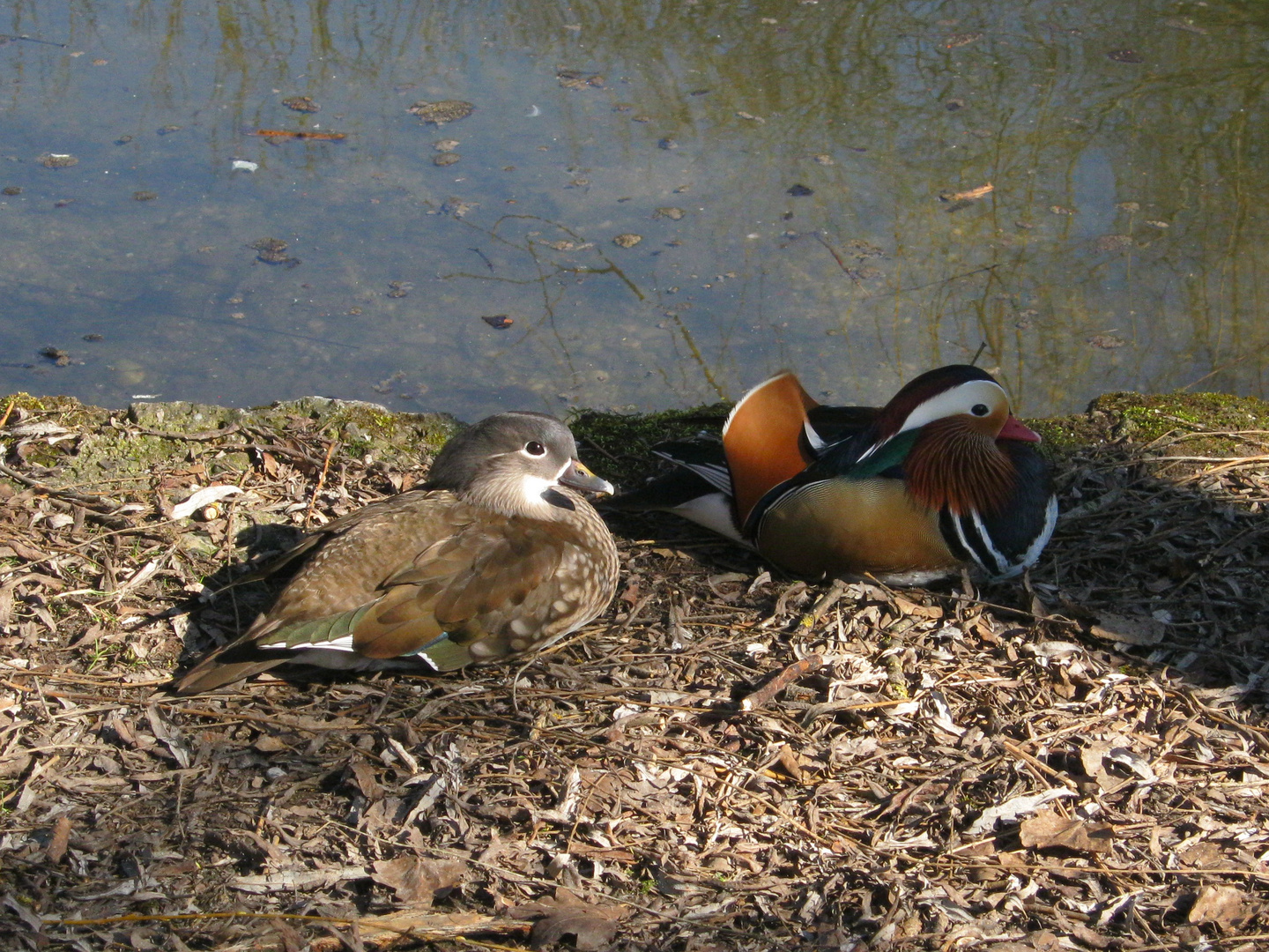 Mandarinenentenpaar