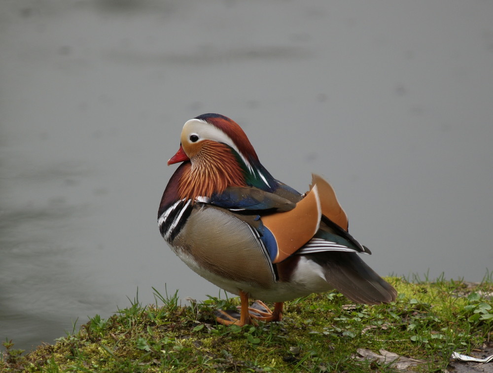 Mandarinenente,stolzer Erpel