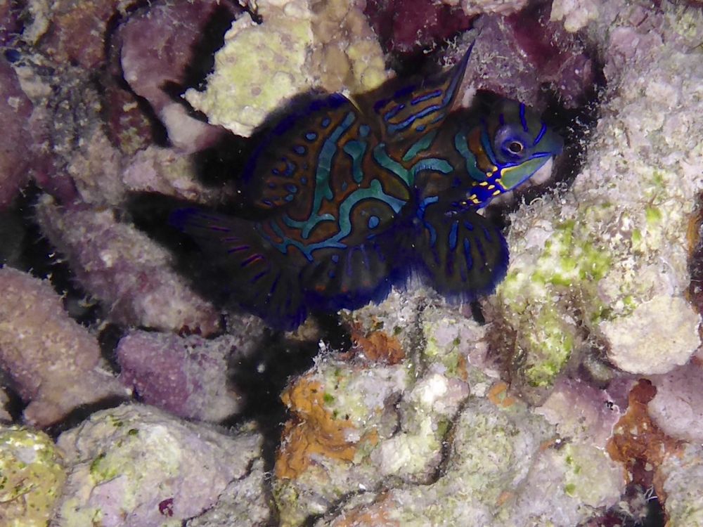 Mandarinenfisch Mandarinenfisch